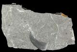 Carboniferous Fossil Fern (Lygdonium) Leaf - Poland #111674-1